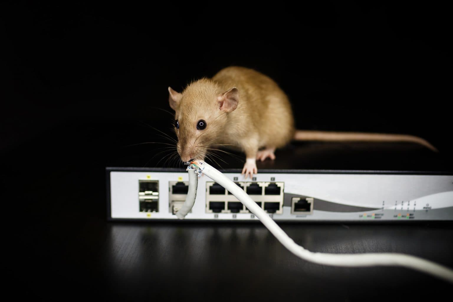 Anti Rodent And Termite Masterbatches