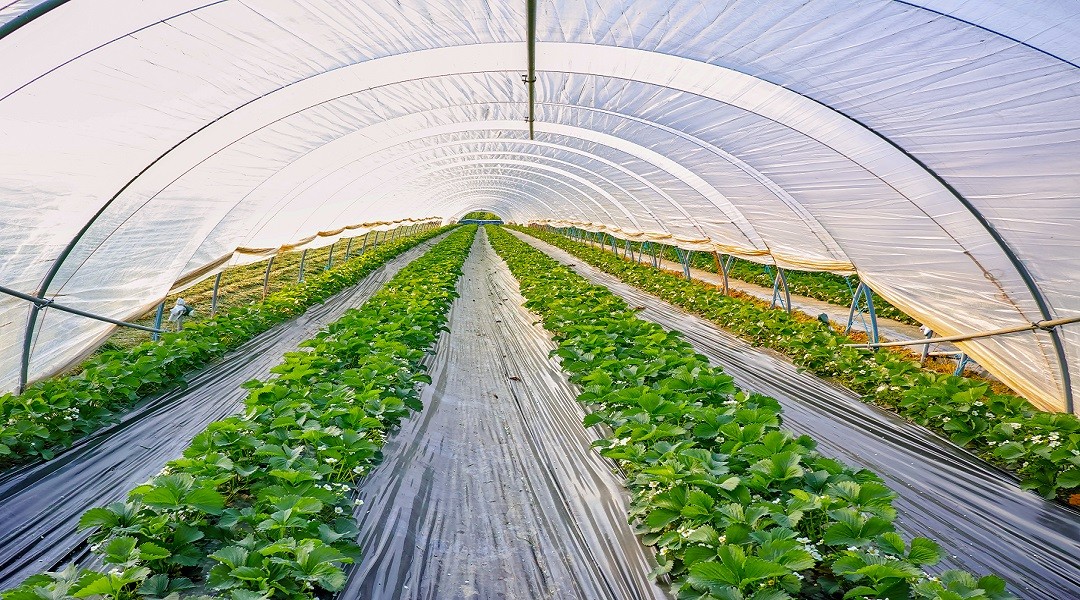 Agricultural