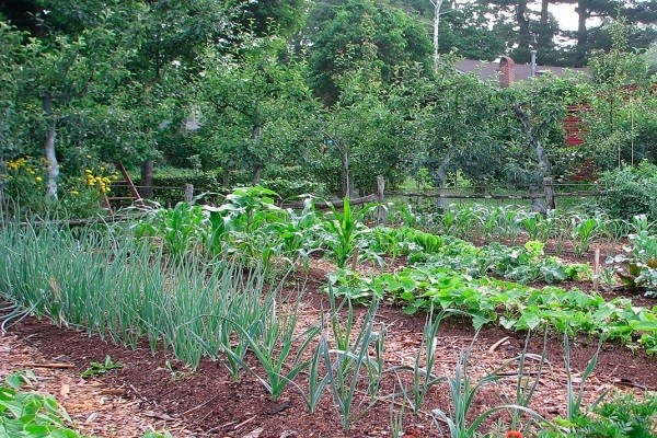 Vegetable Garden Vegetable Garden